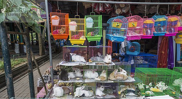 Kaninchen in überfüllten Käfigen  Vogel- und Viehmarkt  Yogyakarta  Java  Indonesien  Asien