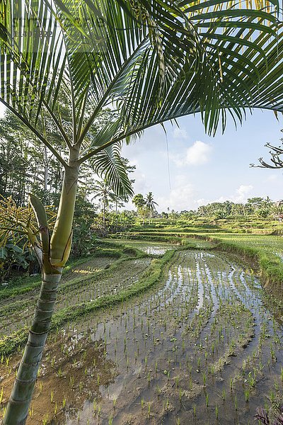 Reisterrassen von Jatiluwih  Bali  Indonesien  Asien