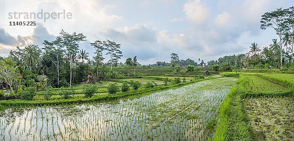 Reisterrassen von Jatiluwih  Bali  Indonesien  Asien