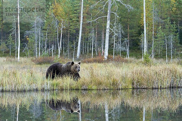 Braunbär (Ursus arctos) am See  Kainuu  Nordkarelien  Finnland  Europa
