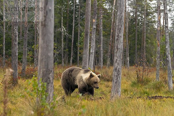 Braunbär (Ursus arctos) im Herbstwald  Kainuu  Nordkarelien  Finnland  Europa
