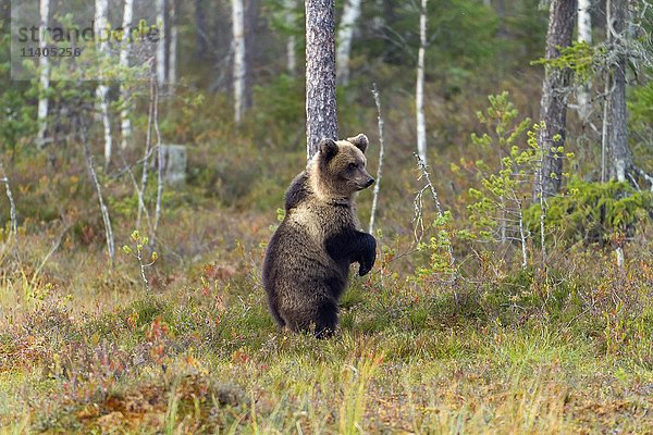 Braunbär (Ursus arctos)  Jungtier in der Tundra  Kainuu  Nordkarelien  Finnland  Europa
