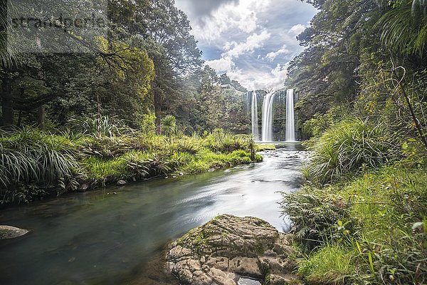 Whangarei Wasserfall  gemäßigter Regenwald  Whangarei  Northland  Nordinsel  Neuseeland  Ozeanien