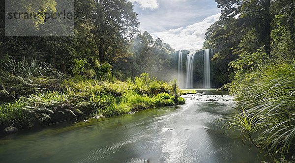 Whangarei Wasserfall  gemäßigter Regenwald  Whangarei  Northland  Nordinsel  Neuseeland  Ozeanien