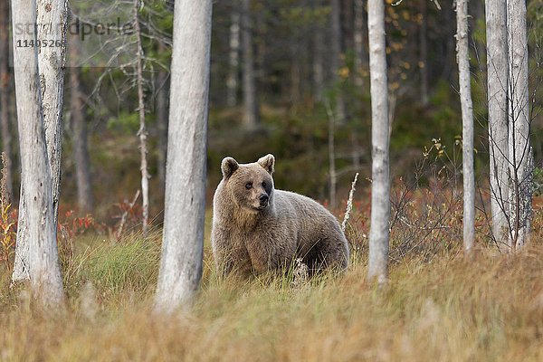 Braunbär (Ursus arctos) im Herbstwald  Kainuu  Karelien  Finnland  Europa