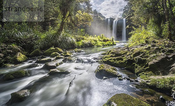 Whangarei Wasserfall  gemäßigter Regenwald  Whangarei  Northland  Nordinsel  Neuseeland  Ozeanien