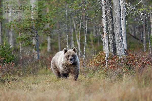 Braunbär (Ursus arctos) im Herbstwald  Kainuu  Nordkarelien  Finnland  Europa