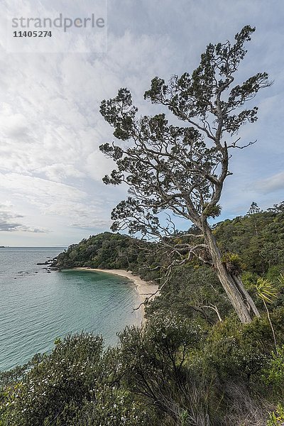 Strand  Bucht  Whale Bay  Northland  Nordinsel  Neuseeland  Ozeanien