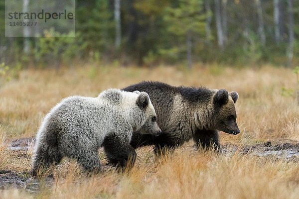 Braunbären (Ursus arctos)  Jungtiere im Herbstwald  Kuhmo  Kainuu  Nordkarelien  Finnland  Europa