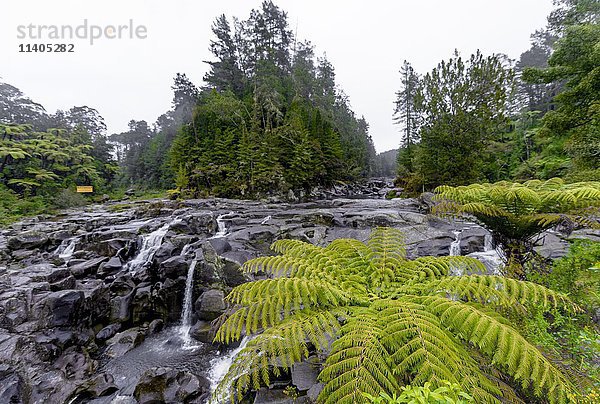 Baumfarn (Cyatheales)  McLaren Wasserfall  Tauranga  Nordinsel  Neuseeland  Ozeanien