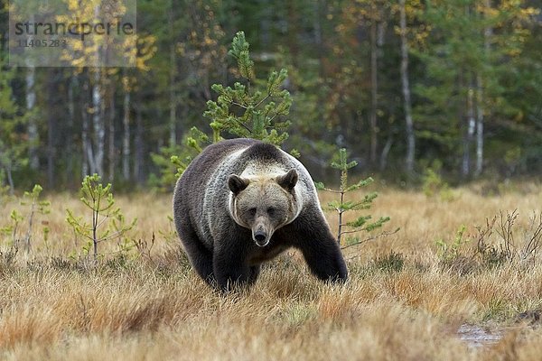 Braunbär (Ursus arctos)  männlich  im Wald  Kuhmo  Kainuu  Nordkarelien  Finnland  Europa
