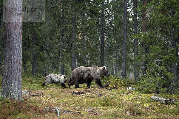 Braunbären (Ursus arctos)  Mutter mit Jungtier im Wald  Kainuu  Nordkarelien  Finnland  Europa