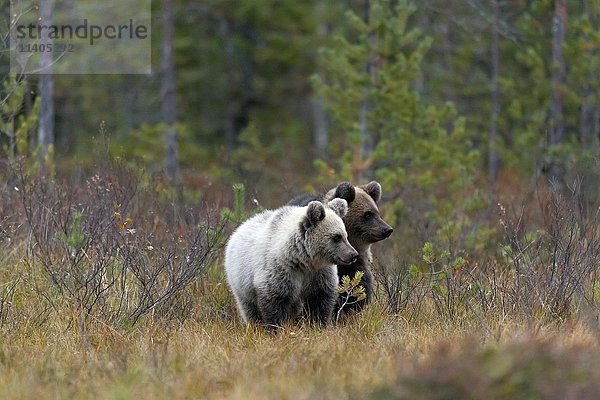 Braunbären (Ursus arctos)  zwei Jungtiere im Herbstwald  Kuhmo  Kainuu  Karelien  Finnland  Europa