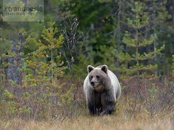 Braunbär (Ursus arctos) in der Tundra  Kainuu  Nordkarelien  Finnland  Europa