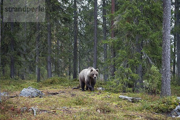 Braunbär (Ursus arctos) im Wald  Kainuu  Nordkarelien  Finnland  Europa