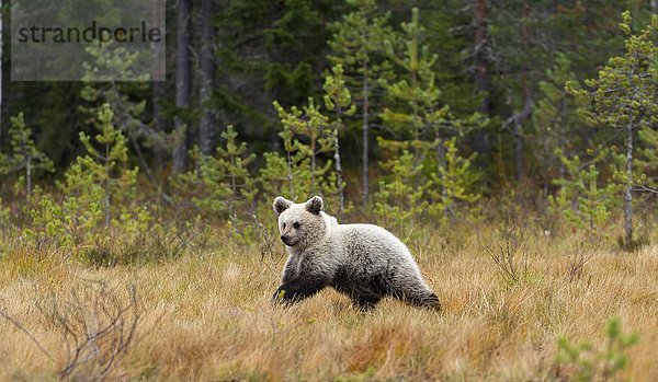 Braunbär (Ursus arctos)  Jungtier im Herbstwald  Kainuu  Karelien  Finnland  Europa