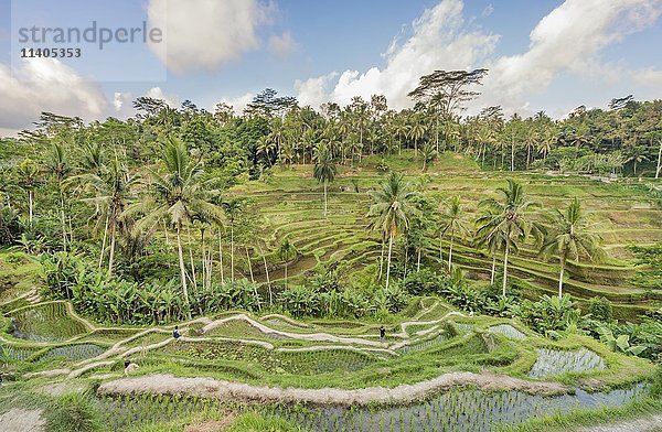 Jatiluwih-Reisterrassen  Penebel  Bali  Indonesien  Asien