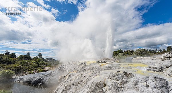 Wasserfontäne und -dampf  Pohutu Geysir und Prince of Wales Feathers Geysir  Te Puia  Whakarewarewa  Rotorua  Neuseeland  Ozeanien