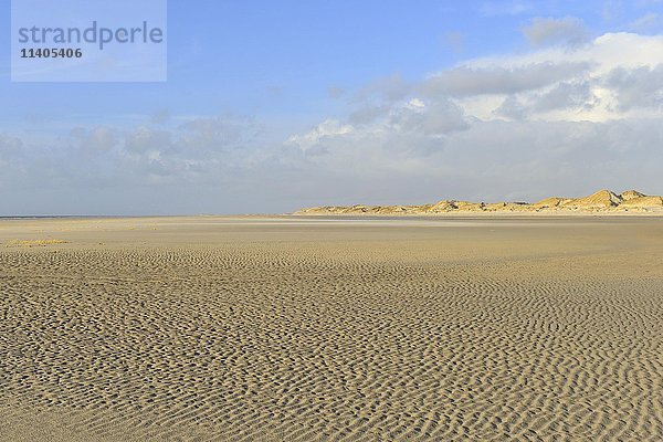 Rippelmuster im Sand bei Ebbe  blauer Himmel  Nordsee  Amrum  Nordfriesische Insel  Nordfriesland  Schleswig-Holstein  Deutschland  Europa