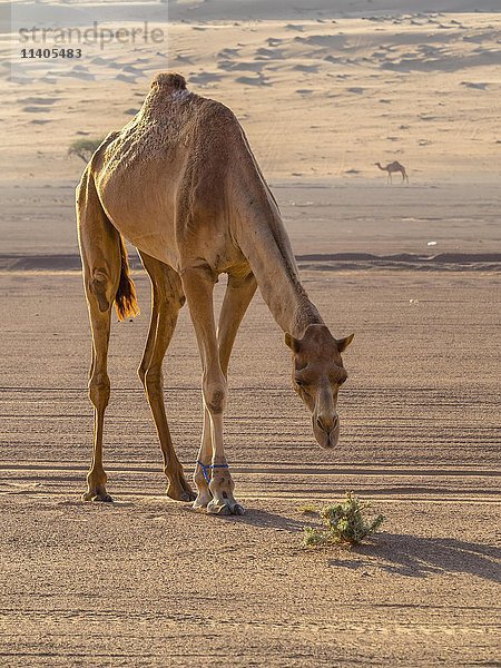 Arabisches Kamel oder Dromedar (Camelus dromedarius)  Sanddünen  Wüste  Sharqiya Sands oder Wahiba Sands  Al Raka  Oman  Asien