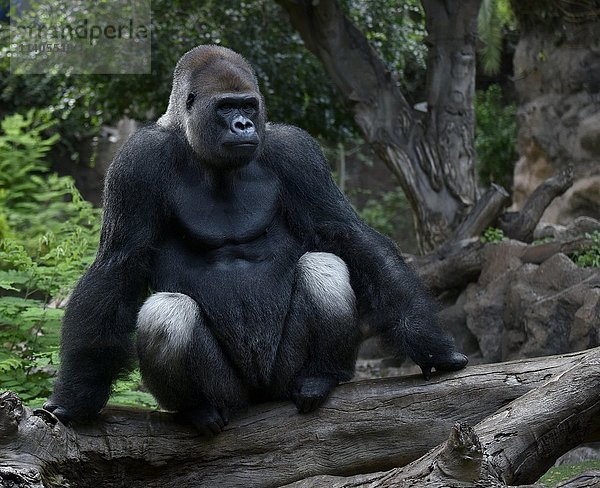 Westlicher Flachlandgorilla (Gorilla gorilla gorilla)  Silberrücken auf Baumstamm sitzend  in Gefangenschaft