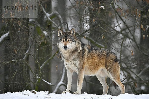 Ostwolf (Canis lupus lycaon)  Leittier im Schnee  in Gefangenschaft  Baden-Württemberg  Deutschland  Europa