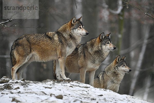 Ostwölfe (Canis lupus lycaon) im Schnee  in Gefangenschaft  Baden-Württemberg  Deutschland  Europa