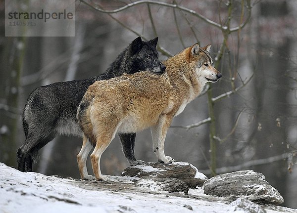 Ostwölfe (Canis lupus lycaon) im Schnee  in Gefangenschaft  Baden-Württemberg  Deutschland  Kontakt  Europa