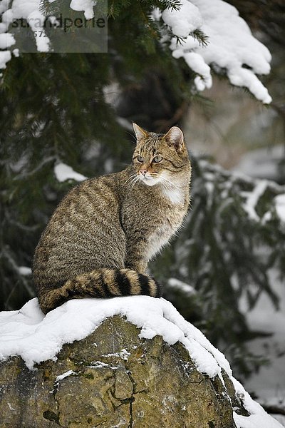 Wildkatze (Felis silvestris) sitzend auf Stein  Winter  in Gefangenschaft