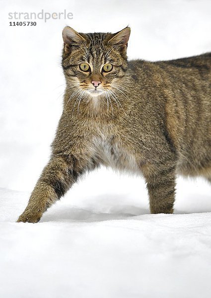 Wildkatze (Felis silvestris) im Schnee  in Gefangenschaft