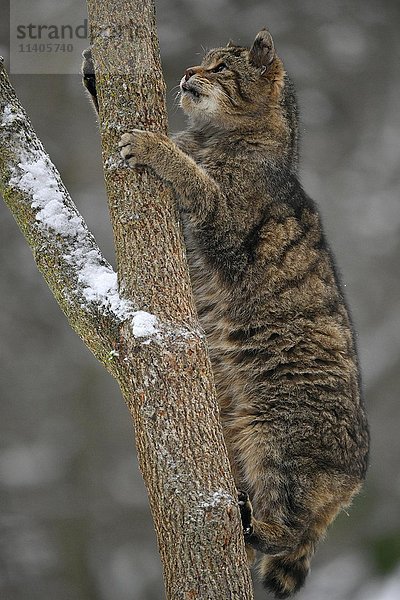 Wildkatze (Felis silvestris) klettert auf einen Baum  Winter  in Gefangenschaft
