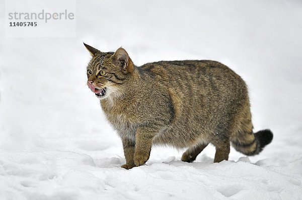 Wildkatze (Felis silvestris) im Schnee  in Gefangenschaft