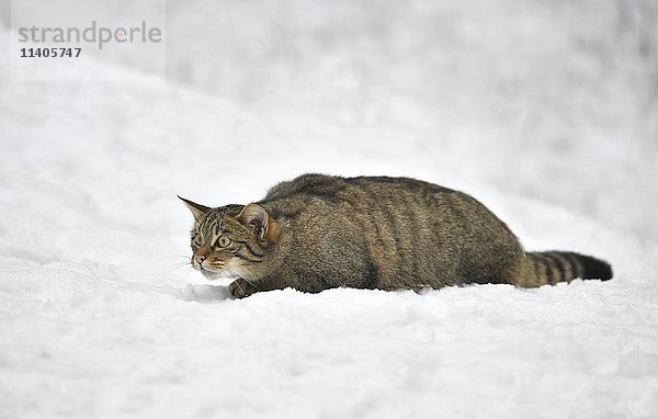 Wildkatze (Felis silvestris) auf der Pirsch im Schnee  in Gefangenschaft