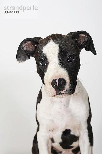 American Staffordshire Terrier  Welpe  weiblich  8 Wochen  schwarz und weiß