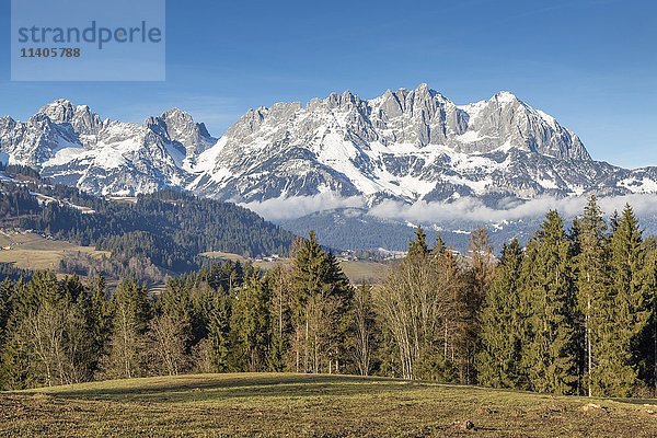 Wald vor dem verschneiten Massiv des Wilden Kaisers  bei Kitzbühel  Österreich  Europa