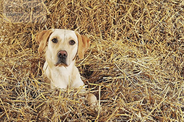 Labrador Retriever  Hündin  gelb  im Stroh liegend