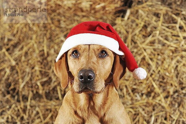 Labrador Retriever  Hündin  gelb  mit Weihnachtsmannmütze