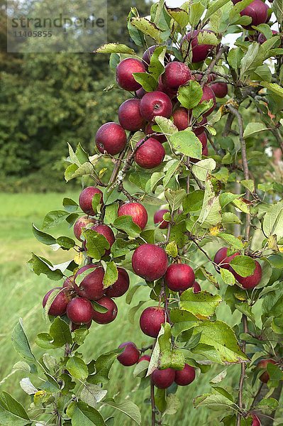 Rote Äpfel (Malus domestica) am Baum  Niedersachsen  Deutschland  Europa