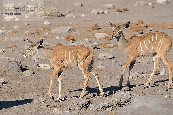 Großes Kudus (Tragelaphus strepsiceros)  zwei Jungtiere auf trockenem Boden  Etosha-Nationalpark  Namibia  Afrika