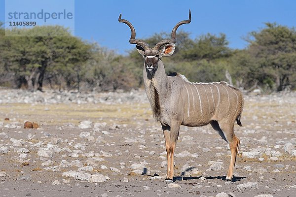 Großer Kudu (Tragelaphus strepsiceros)  erwachsenes Männchen  Etosha-Nationalpark  Namibia  Afrika