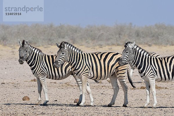 Burchell-Zebras (Equus quagga burchellii)  stehend auf trockenem Boden an einem Wasserloch  Etosha-Nationalpark  Namibia  Afrika
