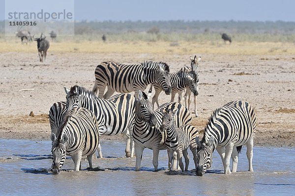Herde von Burchell-Zebras (Equus quagga burchellii) beim Trinken an einem Wasserloch  Etosha-Nationalpark  Namibia  Afrika