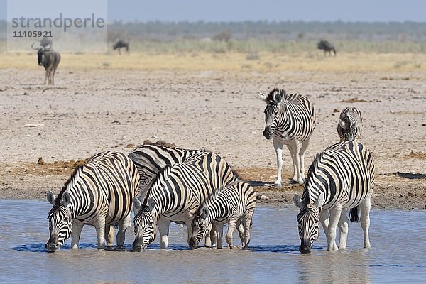 Herde von Burchell-Zebras (Equus quagga burchellii) beim Trinken an einem Wasserloch  Etosha-Nationalpark  Namibia  Afrika