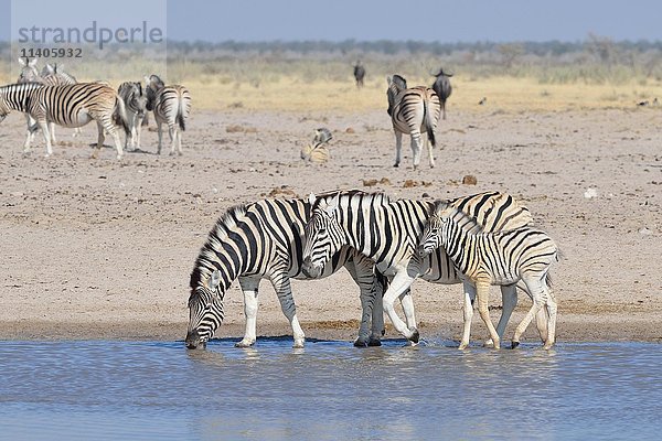 Burchell-Zebras (Equus quagga burchellii)  mit Fohlen  an einem Wasserloch  Etosha-Nationalpark  Namibia  Afrika