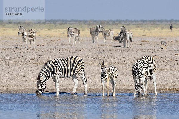 Burchell-Zebras (Equus quagga burchellii)  mit Fohlen  beim Trinken an einem Wasserloch  Etosha-Nationalpark  Namibia  Afrika