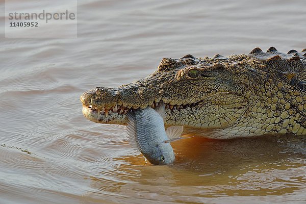Nilkrokodil (Crocodylus niloticus) mit noch lebendem Fisch im Maul  Sunset Dam  Krüger-Nationalpark  Mpumalanga  Südafrika  Afrika