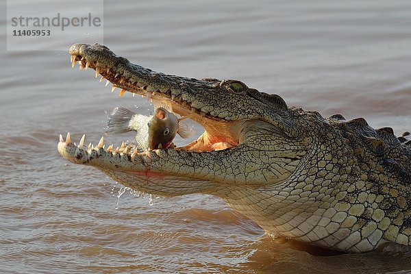Nilkrokodil (Crocodylus niloticus) mit noch lebendem Fisch im Maul  Sunset Dam  Krüger-Nationalpark  Mpumalanga  Südafrika  Afrika