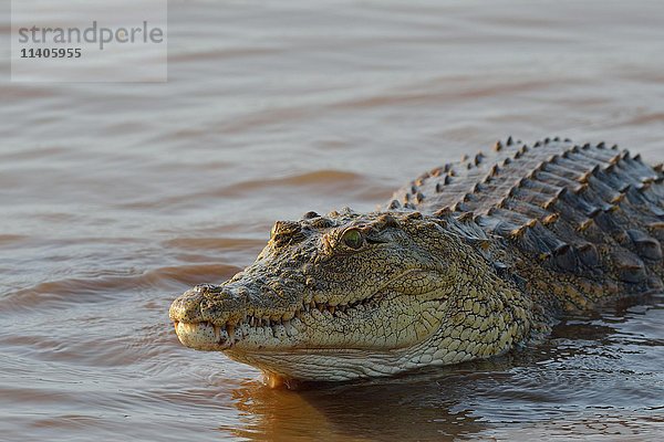 Nilkrokodil (Crocodylus niloticus)  zufrieden  auf dem Rückweg zum Wasser  Sunset Dam  Krüger National Park  Mpumalanga  Südafrika  Afrika