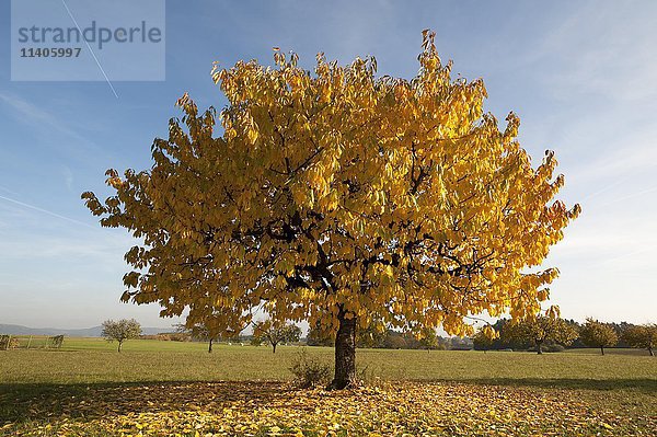 Wildkirsche (Prunus avium)  gelbe Blätter im Herbst  blauer Himmel  Mittelfranken  Bayern  Deutschland  Europa