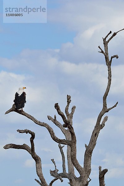 Afrikanischer Fischadler (Haliaeetus vocifer) auf einem Ast eines abgestorbenen Baumes  Krüger-Nationalpark  Südafrika  Afrika
